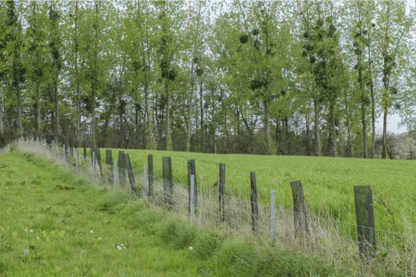 Les Haies des Boucles de Seine