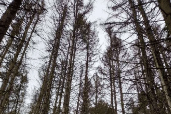 Le bois des Carrières