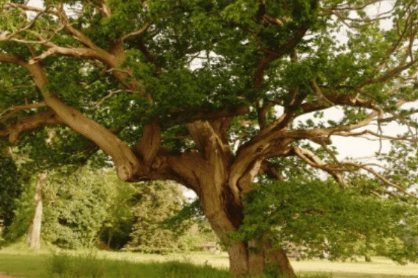 Le Bois de la Menaudière