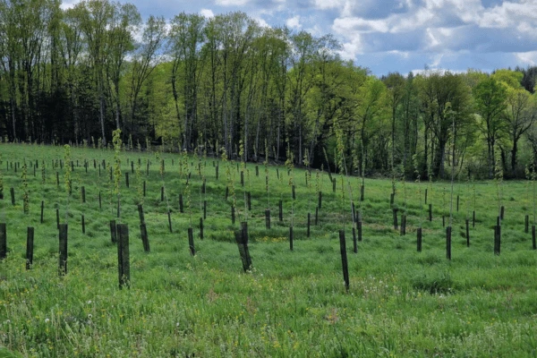 Le Bois de l'Autier