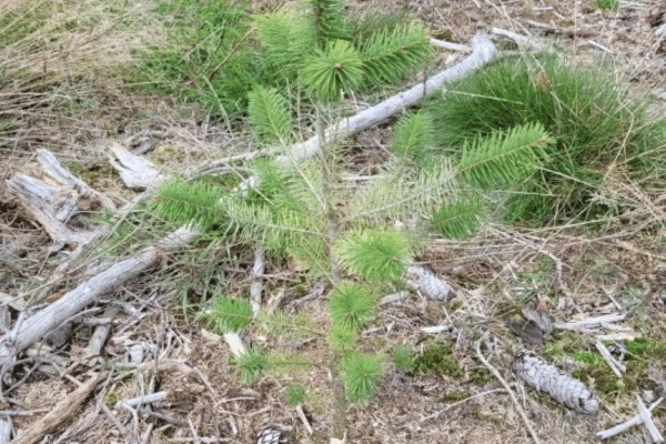 Le Bois des Marcioux