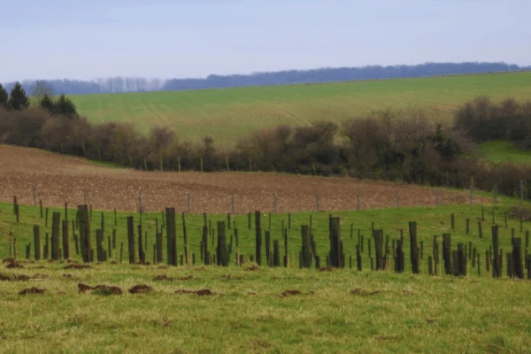 Le Bois de Cercamp